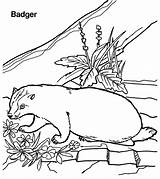 Badger Coloring Pages Color Animal Sheet Printable Animals Designlooter sketch template