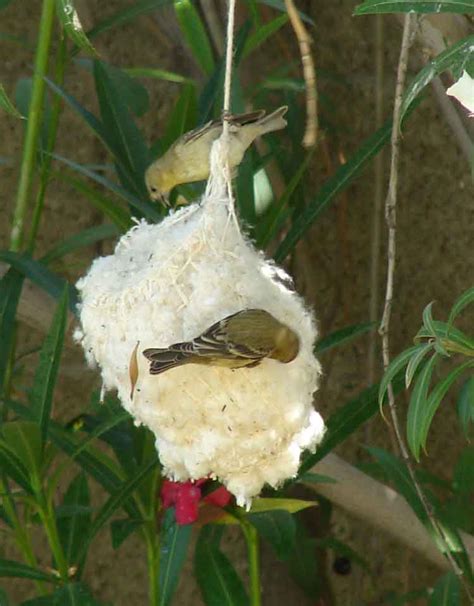 birding  barriers lesser goldfinches  nest building