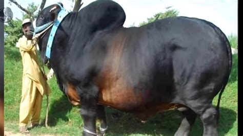 পৃথিবীর শবচেয় বর গরু Biggest Cow Of The World সাবস্ক্রাইবার করুন