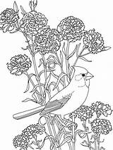 Coloring Pages Flower Peony Flowers Color Kids Print Recommended sketch template