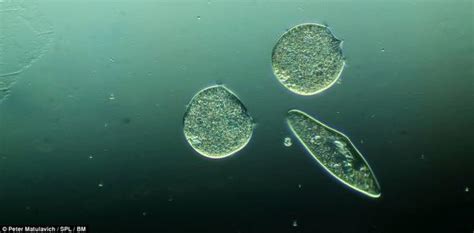 『翻译』池塘里的奇遇：摄影师为一滴水里的微生物拍下奇妙照片 自然控小组 果壳网 科技有意思