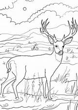 Deer Mule Blacktail Hirsch Tulamama Ausmalbild Ausmalen Coloringfolder Hirsche Learningprintable Erwachsene sketch template