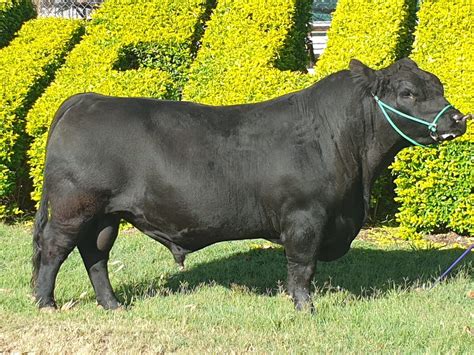 australian lowline cattle genetics  sale alca