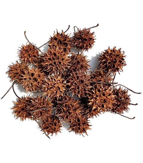 lugarti sweet gum seed pods