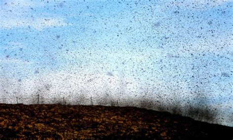 exodus lice flies  death  plagues  egypt  worse