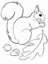 Coloring Squirrel Flying Fall Gaddynippercrayons Pages sketch template