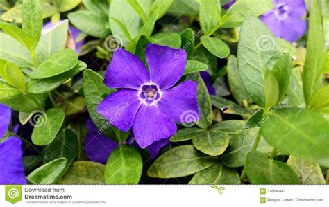 purple vinca flower macro stock image image  shot closeup