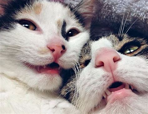 these super close up cat selfies are the positivity we need to wrap up