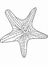 Coloring Starfish Printable Kids Comments Color Library Coloringhome sketch template
