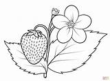Coloring Strawberry Plant Pages Drawing Printable sketch template