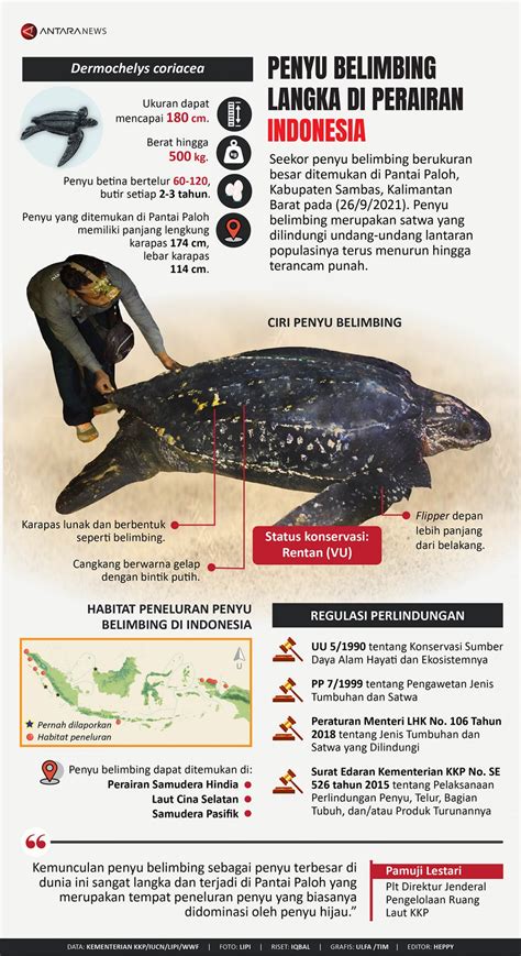 infografik penyu belimbing langka  perairan indonesia nasionaliacom