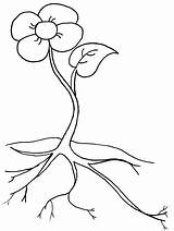 Parts Coloring Flower Plant Popular sketch template