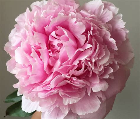 care tips  cut peonies evie rose lane