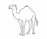 Colouring Camels Entitlementtrap Webstockreview Pencil Clipground sketch template