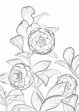 Camellia Coloring Japanese Pages Para Flores Flor Colorir Drawing Printable Color Flower Desenhos Draw Version Click Categories Desenhar Designlooter sketch template