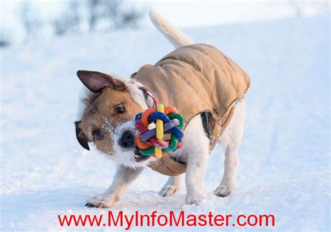 dog breed list  dog breeds  toys group  info master