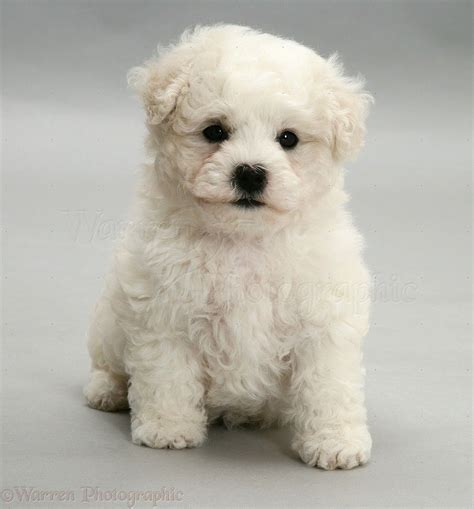 bichon frise  french meaning curly lap dog   small breed