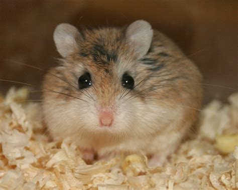 roborovski hamster breeding roborovski hamster part  veterinary