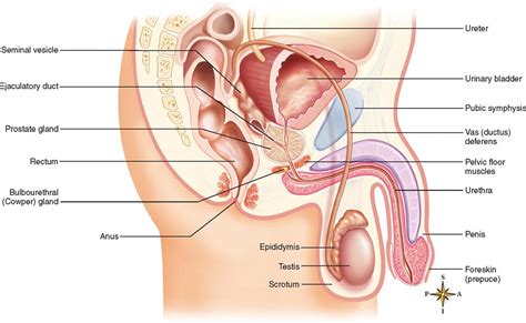 male reproductive organs fetish latex