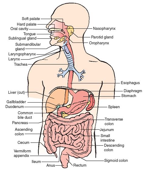 digestive system drawing  getdrawings
