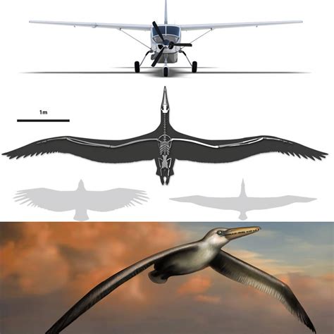 foot wingspan   worlds biggest bird   flew
