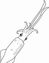 Pesci Calamaro sketch template