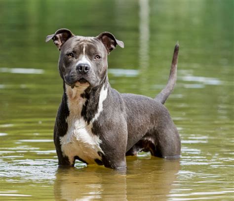american staffordshire terrier  american bully breed comparison