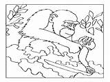 Pages Coloring Apes Realistic Baby Ape Titan Posted Kids sketch template