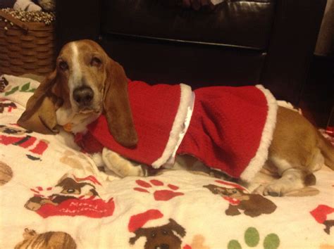 merry christmas  maggie basset hound basset hound beagle