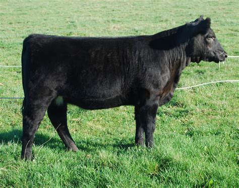 rcc blog brumbaugh show cattle
