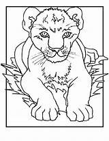 Lion Coloring Pages Cub Cubs Lions Kids Printable Animal Cartoon Colouring Cute Drawing Print Colors Sheets Don King Nice Jr sketch template