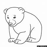 Coloring Bear Baby Pages Animal Polar Cub Animals Kids Color Thecolor Online Popular Cat sketch template