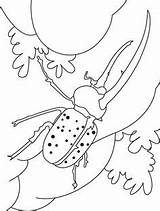 Coloring Pages Beetle Surviving Petal Insects Kids Bestcoloringpages Print Insect Activities Halloween Long Printable Horn Getdrawings Templates Color sketch template