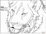 Coloring Lion Head Pages Male Printable Lions Drawing Categories sketch template