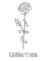 Pages Carnation Coloring Flower Printable Mycoloring Flowers Choose Board sketch template