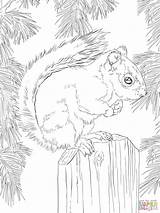 Squirrel Coloring Pages Mandala Red American Super sketch template