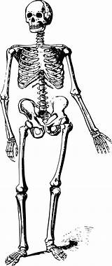 Skeleton Clipart Bones Drawing Skeletons Svg Bone Graphic Pixabay Sketch Domain Public Dead sketch template