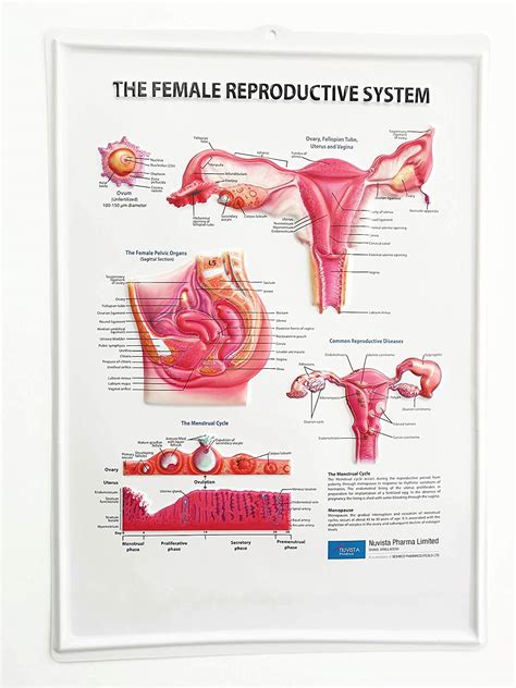 Female Reproductive System Diagram Labeled Front View Aflam Neeeak