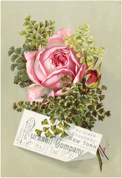 beautiful vintage pink rose image  graphics fairy