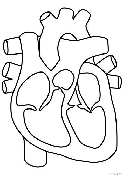 human heart coloring page printable