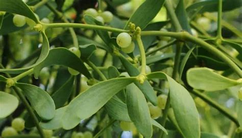 Mistletoe Herb Uses Side Effects And Health Benefits