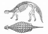 Ankylosaurus Dinosaur Coloring Pages Edupics Printable Large sketch template