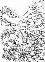 Coloring Pages Panda Giant Pandas Search Again Bar Case Looking Don Print Use Find sketch template