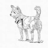 Coloring Book Dogs Pomsky Puppy Internet Themed Yuffie Pomchi sketch template