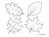 Leaf Simple Maple Coloring Pages Labeled Drawing Easy Template sketch template