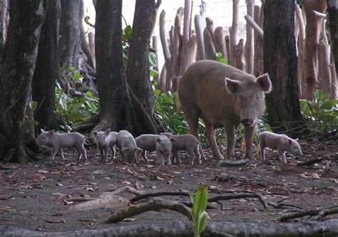 pig family  divine veggie mama