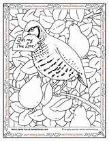 Partridge Pear Tree Coloring Christmas Santa Days Pages Bird Games Twelve Holiday Stained Glass Book Many sketch template