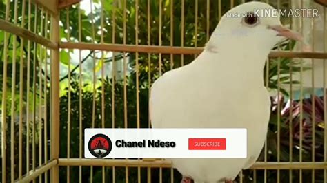 burung legendburung kampung  menolak punah youtube