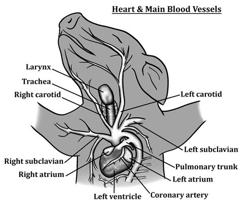 fetal pig cardiovascular system