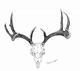Deer Antlers Sketch Antler Horns sketch template